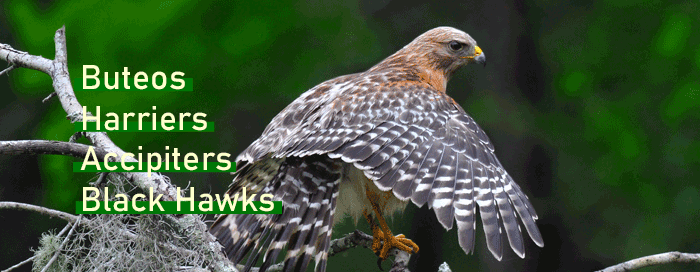 How to identify hawks