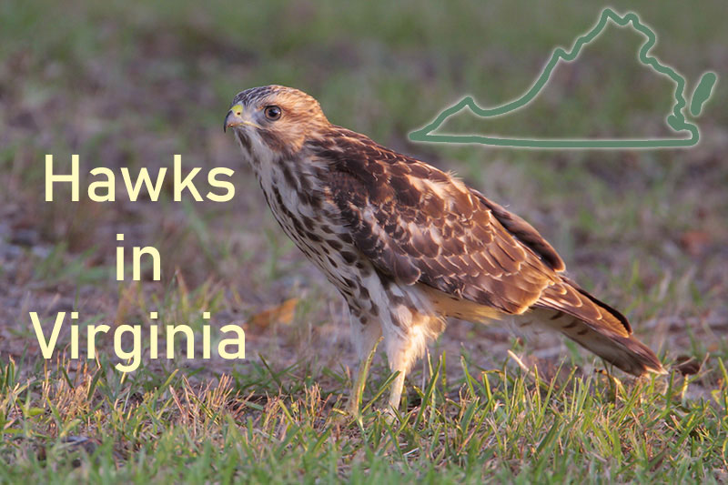 Hawks in Virginia
