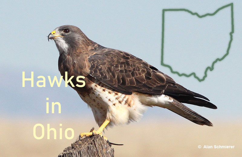 Hawks in Ohio