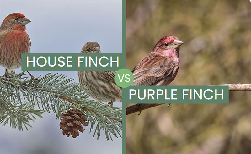 House Finch vs Purple Finch