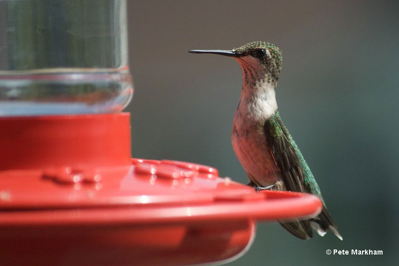 Feeders are vital to attract little hummingbirds