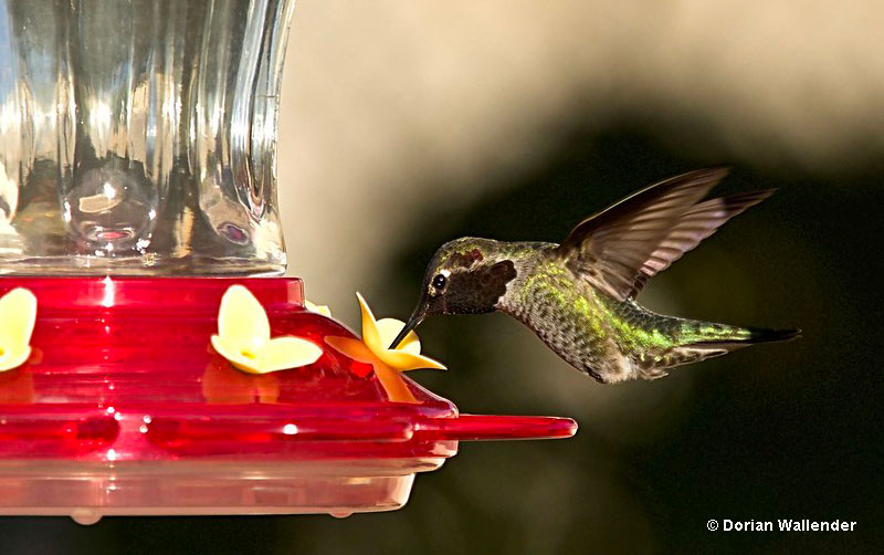Where to put out hummingbird feeders