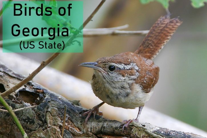 Most Common Birds of Georgia