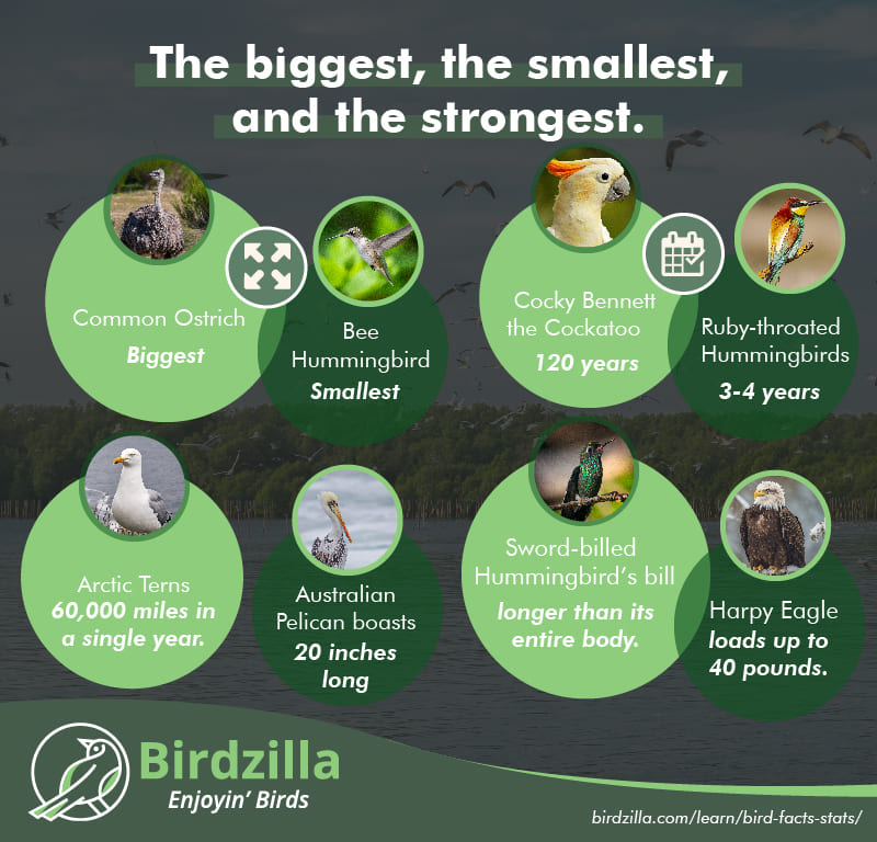 Bird facts