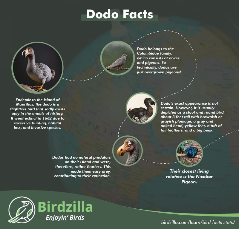 Dodo facts