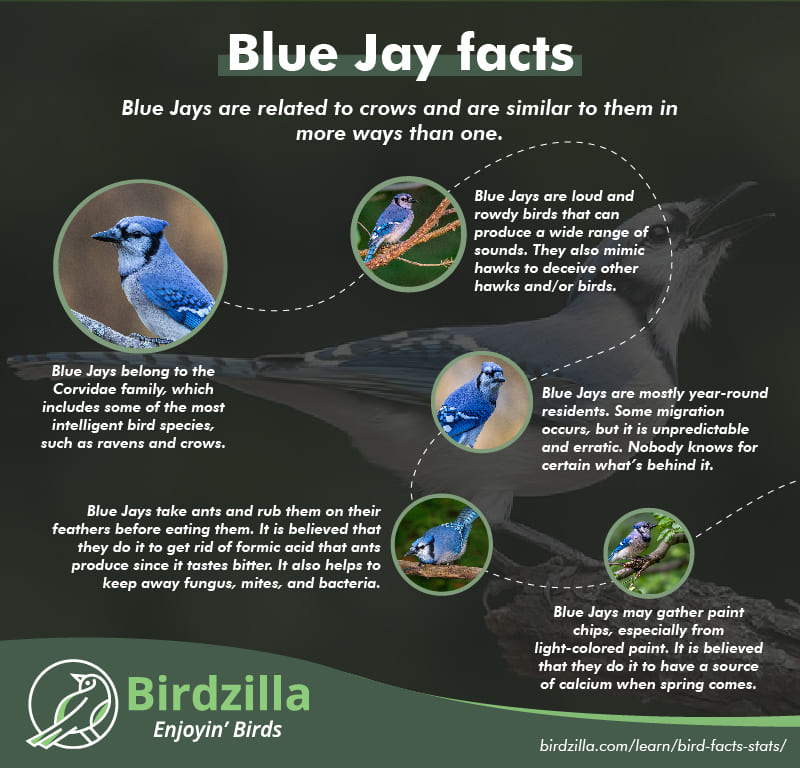 Blue Jay Facts