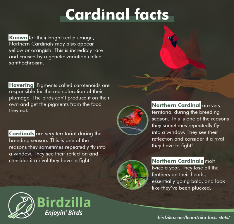 Cardinal facts