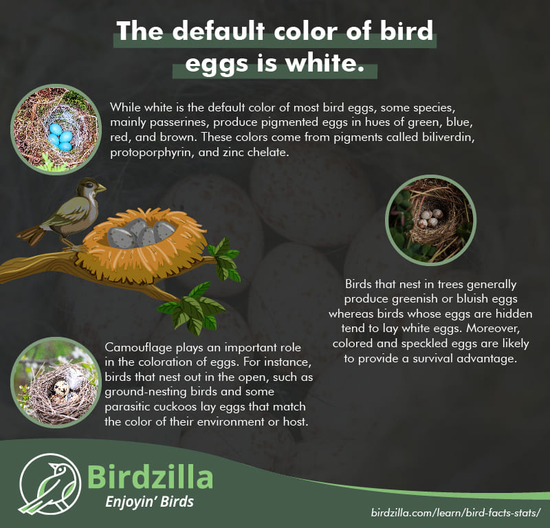 Bird Egg Facts