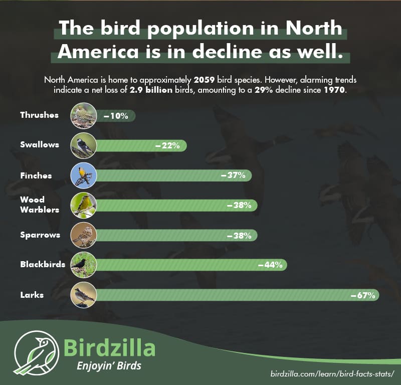 Bird population trend