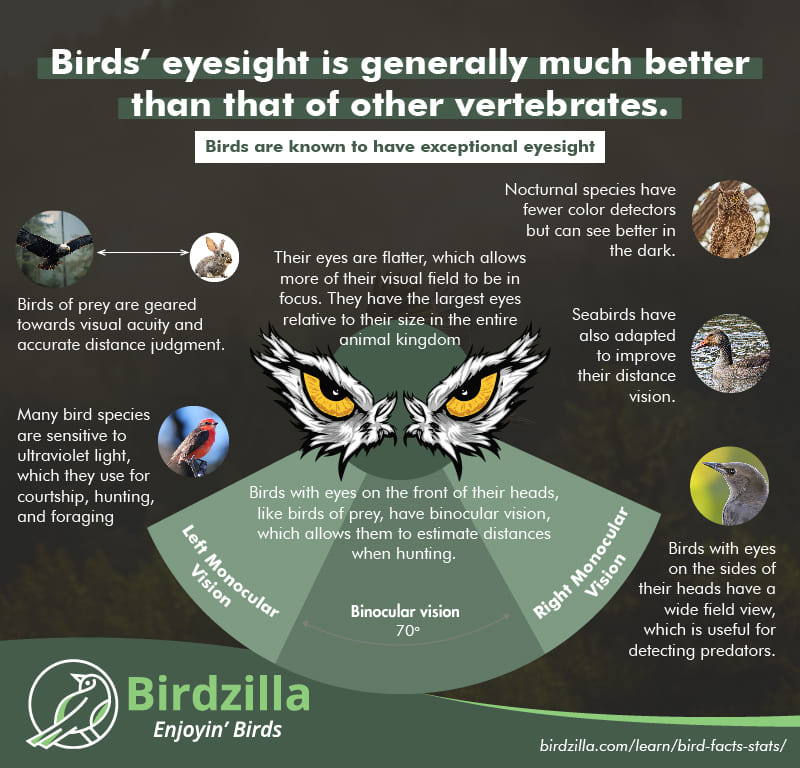 Bird eyesight