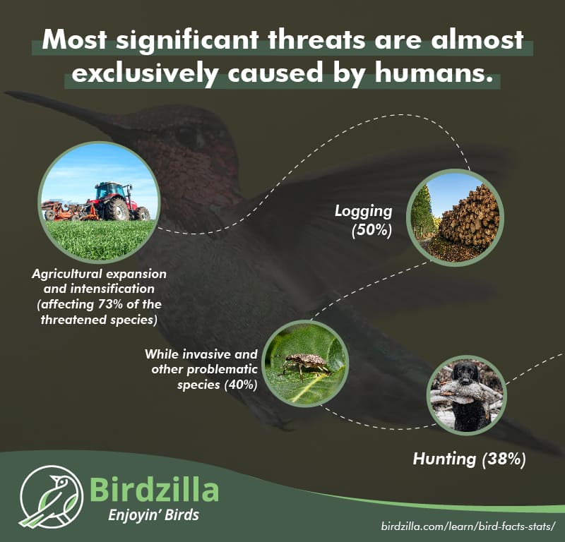 Bird threats facts