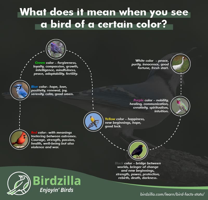 Bird color facts