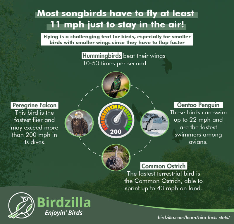 Bird Fly facts
