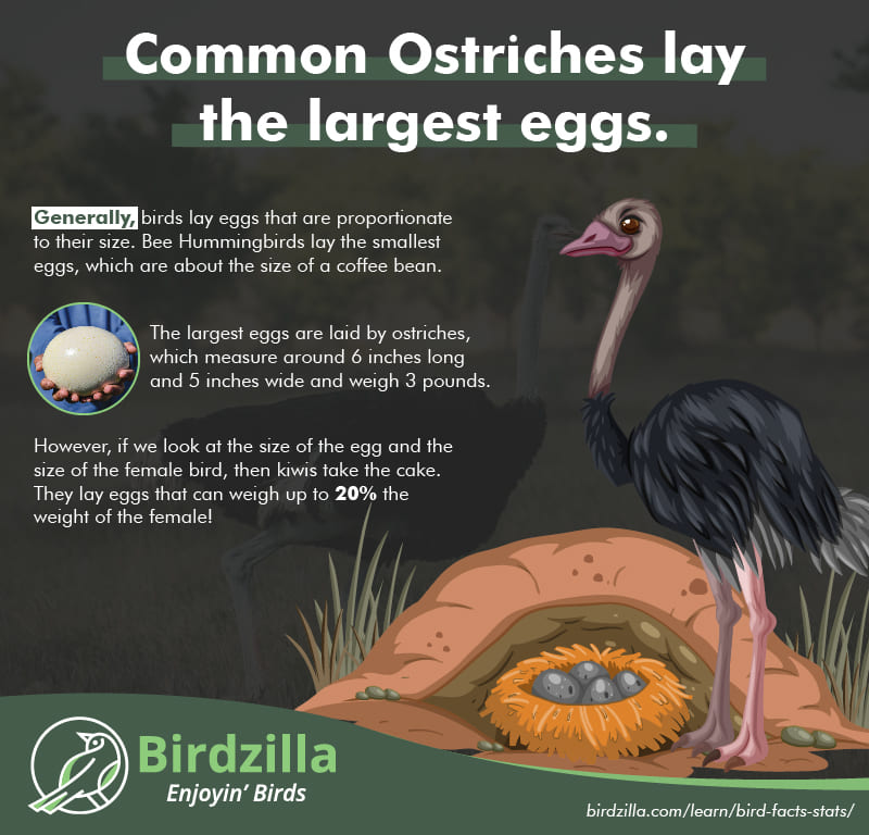 Common Ostriches egg facts