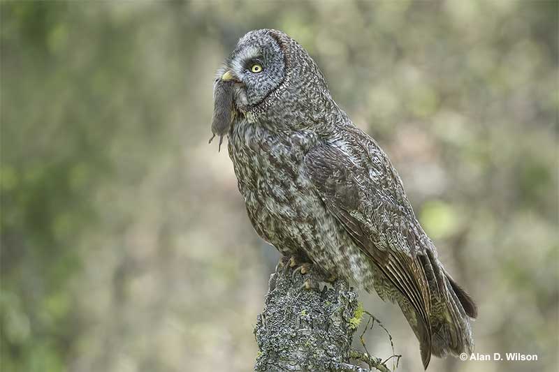 Great Gray Owl with food