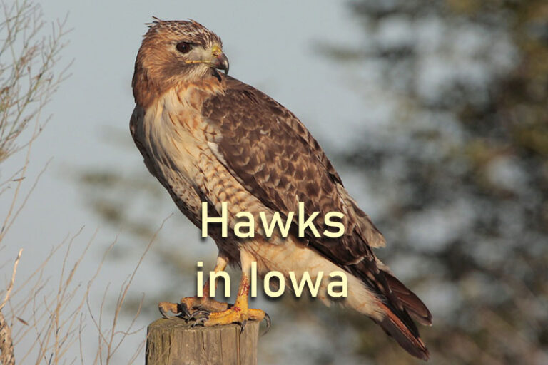 10 Most Common Hawks in Iowa [Field Guide & Identification Tips]