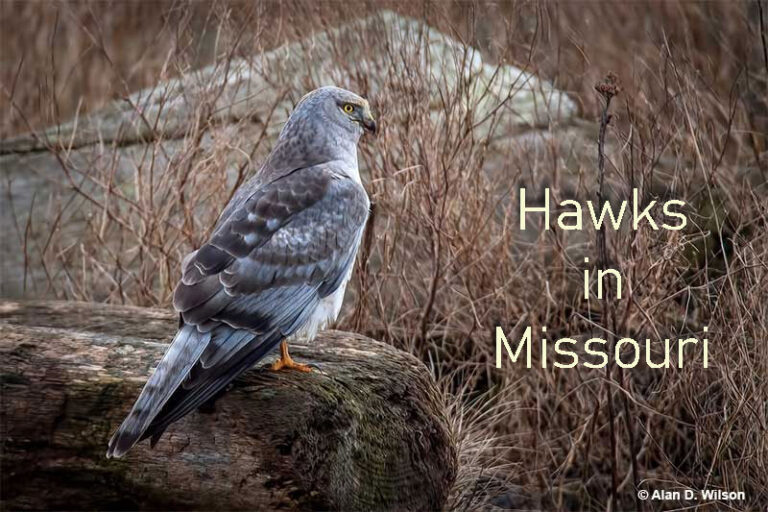 Hawks in Missouri 11 Species You Can Spot In Missouri
