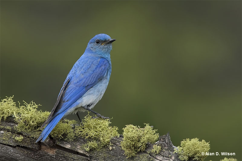 Are blue birds really blue?