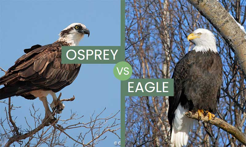 Osprey Versus Eagle Osprey Vs Bald Eagle Differences How To Osprey Versus Eagle Osprey Vs Bald Eagle Differences How To
