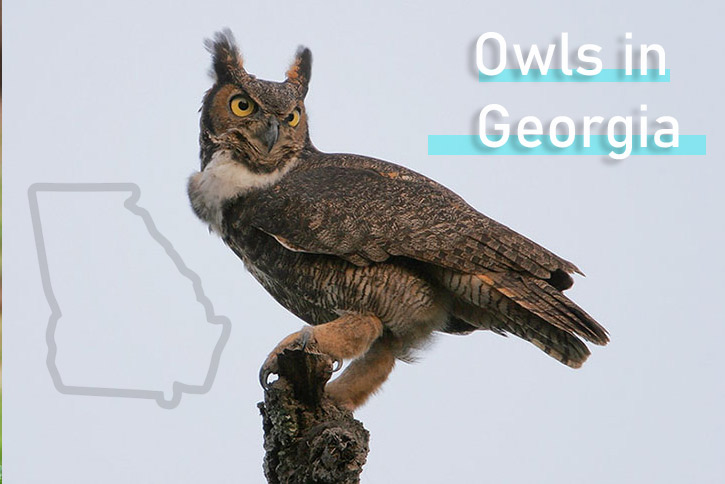 Owl in Georgia sitting on tree