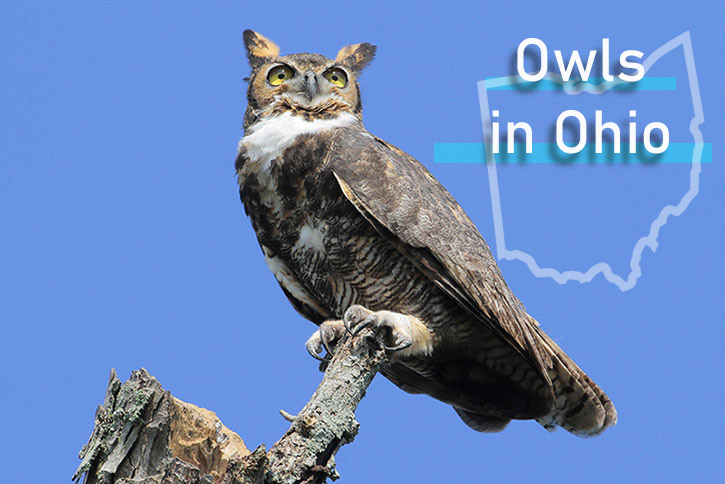 Owl in Ohio sitting on branch