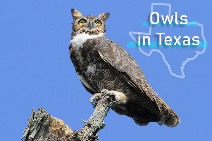 Owl in Texas sitting on branch