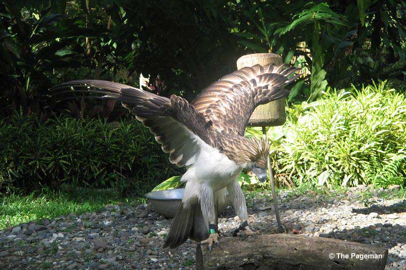 Philippine Eagle stretching