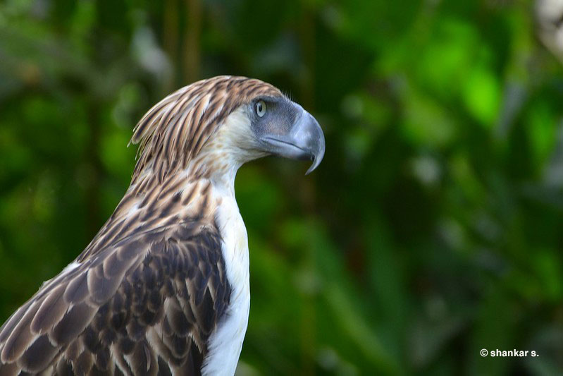 Philippine Eagle is the largest eagle in the world