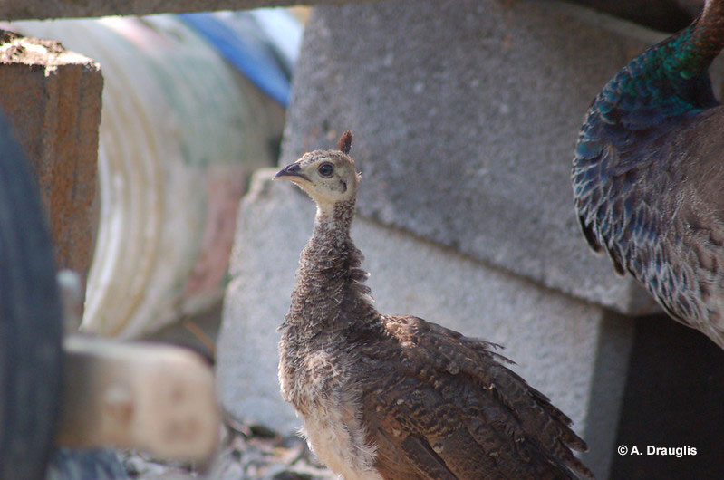 Young peacocks look vastly different from adults and stay with their mothers for a while.