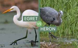 Egret vs Heron – What Sets Them Apart?