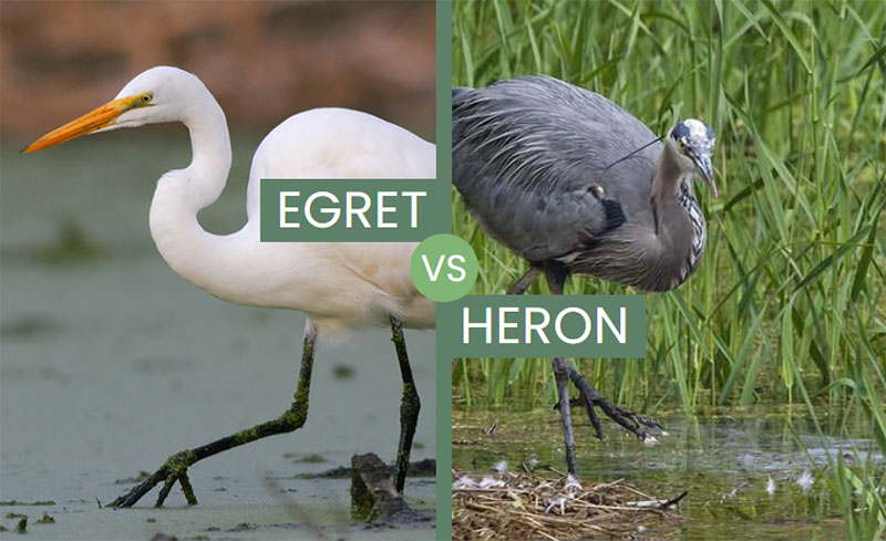 Comparing The Two: Are Egrets And Herons Related?