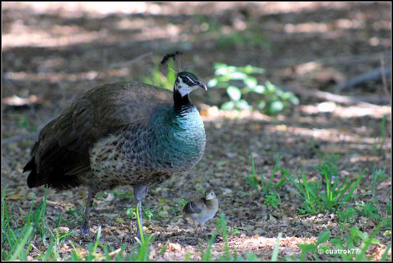 Female peacock with a baby peacock