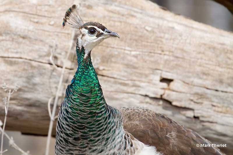 Female peacock
