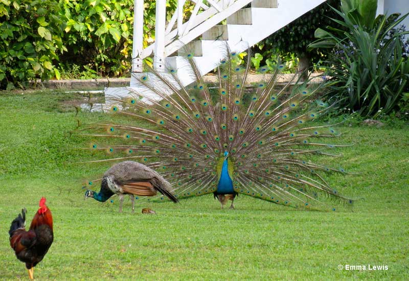 Peacock feathers are associated with protection