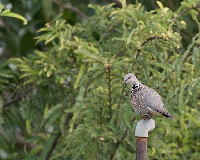 Spotted Dove - One of the most common birds of Hawaii 