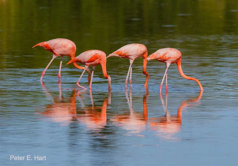 American Flamingos searching for food