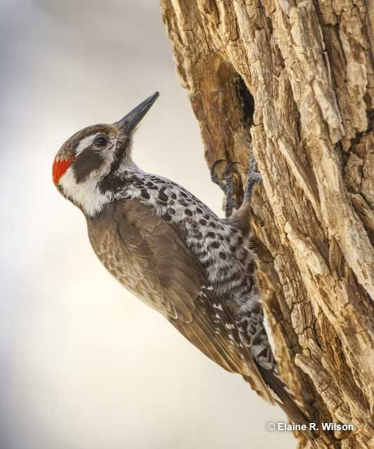 Arizona Woodpecker at its nest