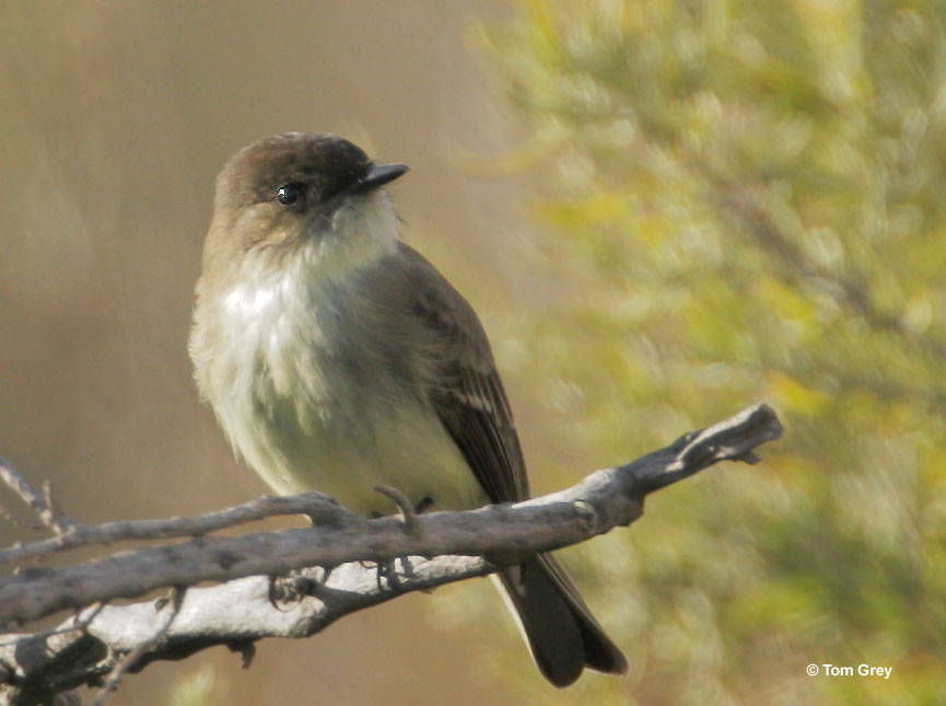 Eastern Phoebe on a branch