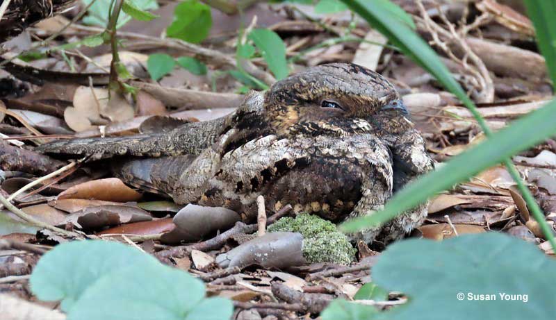 Eastern Whip poor will on the ground