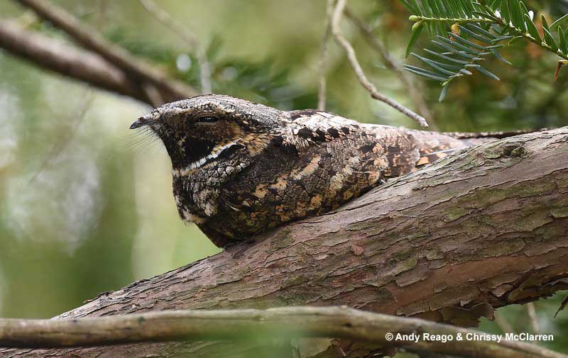 Eastern Whip poor will