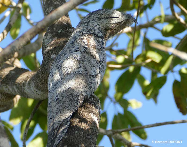 Great Potoo on a tree
