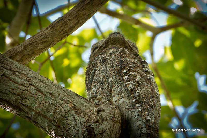 Great Potoo is also known as Ghost Bird