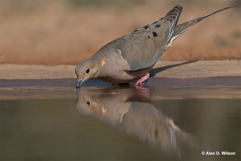 Mourning Dove drinking some water
