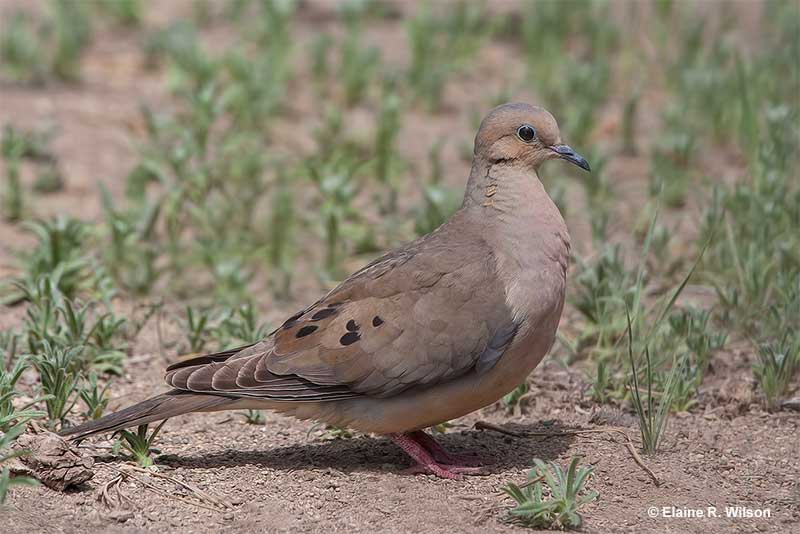 Male Mourning Dove