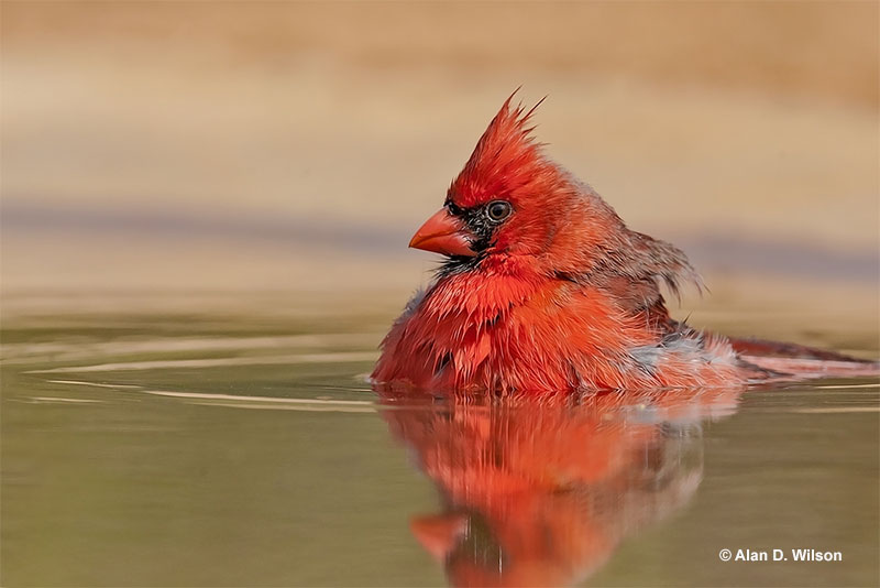 Northern Cardinal is the state bird of Kentucky