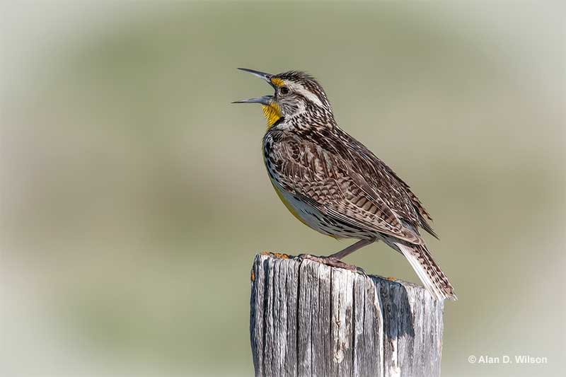 Western Meadowlark vocalizing
