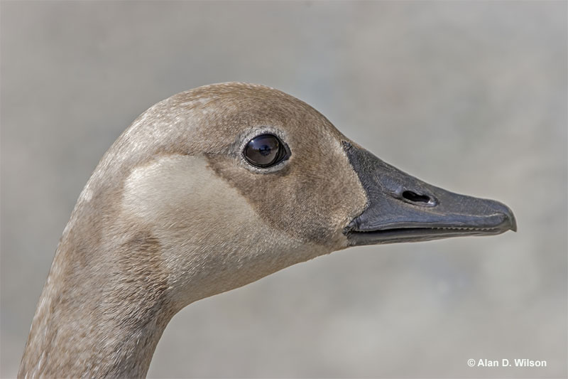 Goose profile