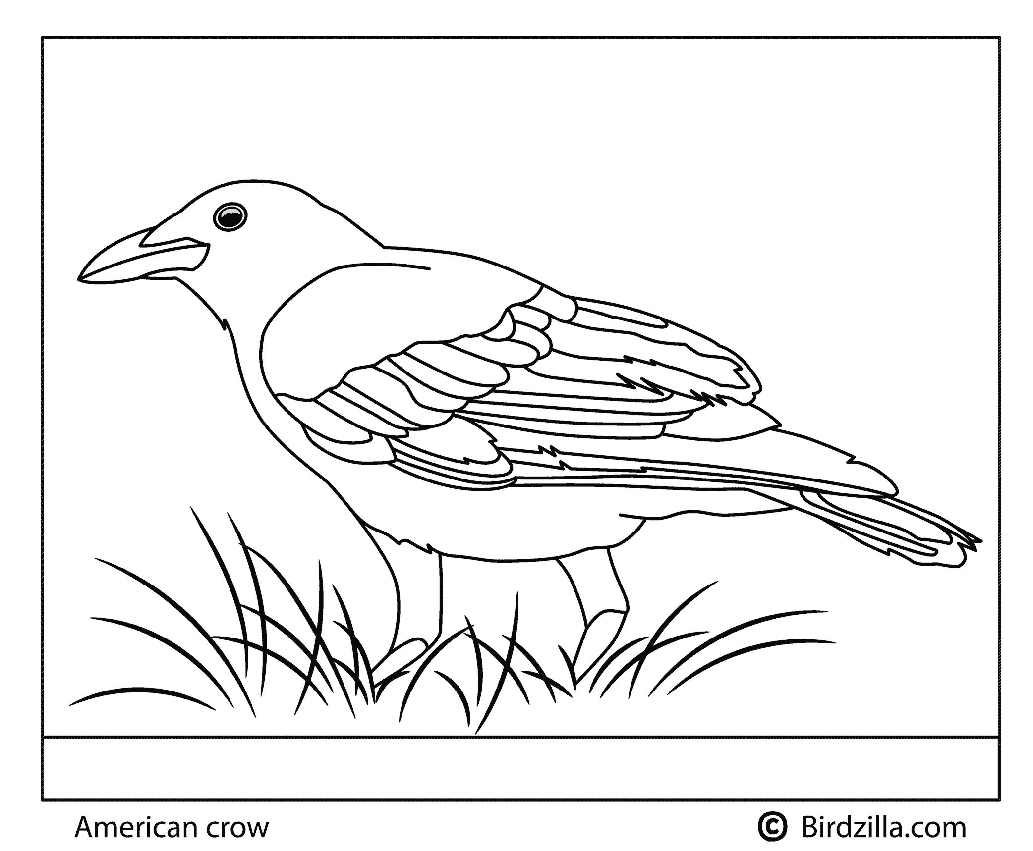 American Crow coloring page