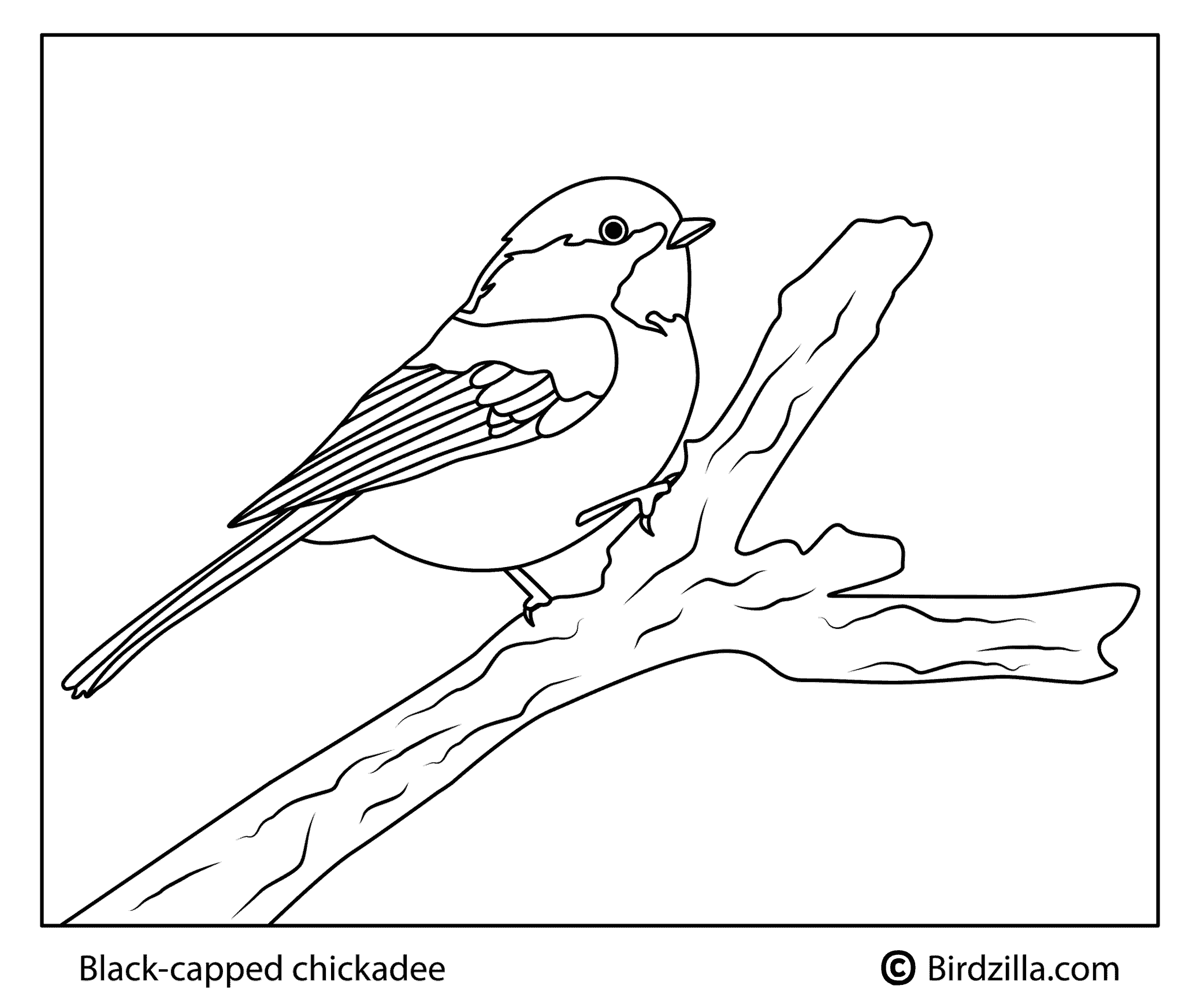Black-Capped-Chickadee coloring page