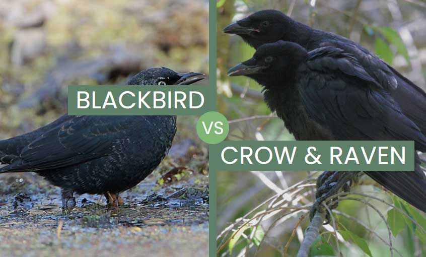 Blackbird vs Crow vs Raven – Three Black Birds & Their Similarities